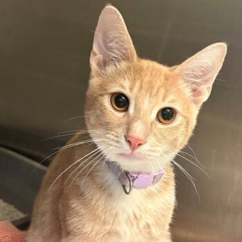 Turmeric -  Domestic Short Hair Cat for Adoption in East Hanover, New Jersey - Turmeric | PetCurious