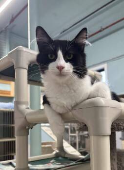 Domestic Medium Hair Cats Available for Adoption in Rochester, New Hampshire - Spongebob | PetCurious
