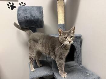 Domestic Short Hair Cats Available for Adoption - Ariel | PetCurious