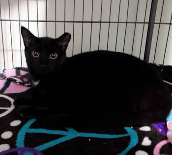 Domestic Short Hair Cats Available for Adoption - Tiny Tyrant (TT) | PetCurious