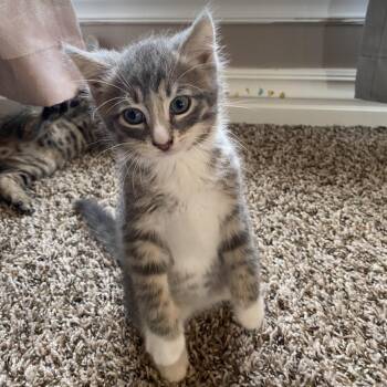 Domestic Short Hair Cats Available for Adoption in Fayetteville, Arkansas - Boots | PetCurious