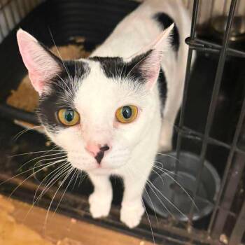 Zoey (with Lily) -  Domestic Short Hair Cat for Adoption in Huntington, New York - Zoey (with Lily) | PetCurious