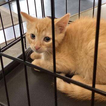 Domestic Short Hair Cats Available for Adoption in Montgomery, Alabama - Johnny | PetCurious