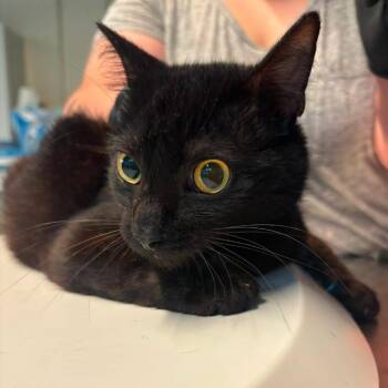 Heathen -  Domestic Short Hair Cat for Adoption in Huntington, West Virginia - Heathen | PetCurious