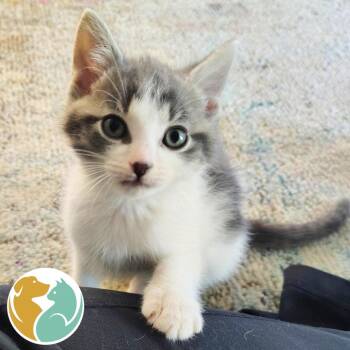 Baby Face -  Domestic Short Hair Cat for Adoption in Toledo, Ohio - Baby Face | PetCurious