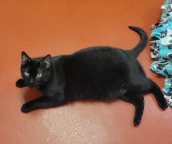 Oliver -  Domestic Short Hair Cat for Adoption in Mason City, Iowa - Oliver | PetCurious