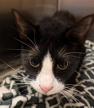 Domestic Short Hair Cats Available for Adoption in Ocala, Florida - Tuxington Fluff | PetCurious