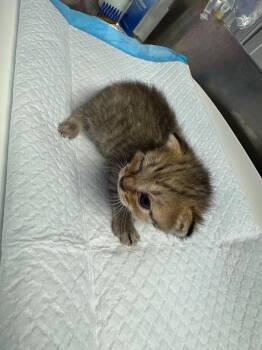 Honey -  Domestic Short Hair Cat for Adoption in Johnson City, Tennessee - Honey | PetCurious