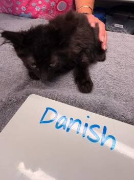 Danish -  Domestic Short Hair Cat for Adoption in Vancouver, Washington - Danish | PetCurious