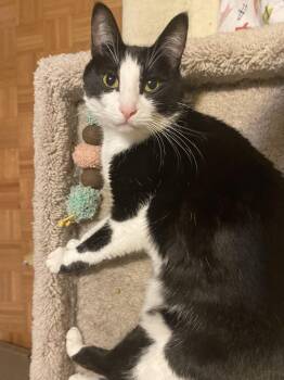 Rescue Domestic Short Hair Cats for Adoption in Burnaby, British Columbia - Robin - Bonded To Marshall | PetCurious