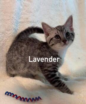 Lavendar -  Tabby Cat for Adoption in Morehead, Kentucky - Lavendar | PetCurious