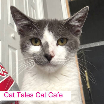 Rescue Domestic Short Hair Cats for Adoption in Chapel Hill, North Carolina - Rivet | PetCurious