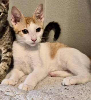 Pony Boy -  Domestic Short Hair Cat for Adoption in Houston, Texas - Pony Boy | PetCurious