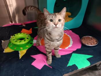 Rescue Domestic Short Hair Cats for Adoption in Bloomfield, New Jersey - Maple | PetCurious