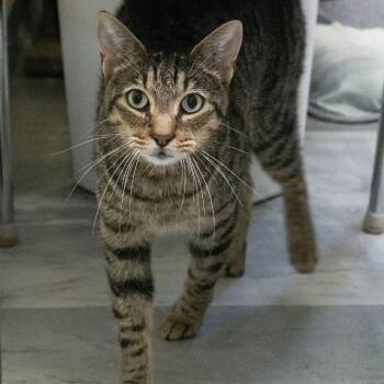 Robin -  Domestic Short Hair Cat for Adoption in Mckean, Pennsylvania - Robin | PetCurious