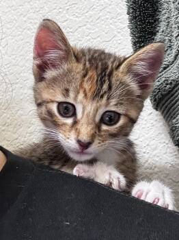 Cinnamon -  Domestic Short Hair Cat for Adoption in Davis, California - Cinnamon | PetCurious