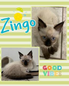 Zingo -  Siamese Cat for Adoption in Pasco, Washington - Zingo | PetCurious