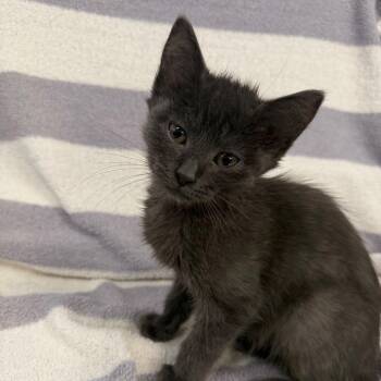 Coca Cola -  Domestic Short Hair Cat for Adoption in Newberg, Oregon - Coca Cola | PetCurious
