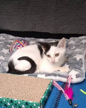 Cannoli -  Domestic Short Hair Cat for Adoption in Shepherdsville, Kentucky - Cannoli | PetCurious