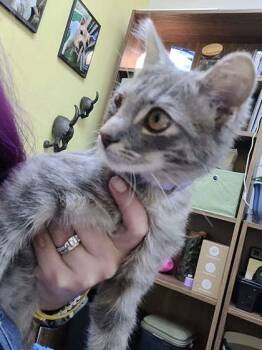Blackberry -  Domestic Short Hair Cat for Adoption in Memphis, Tennessee - Blackberry | PetCurious