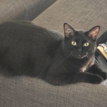 Domestic Short Hair Cats Available for Adoption in Long Beach, California - Brooke | PetCurious