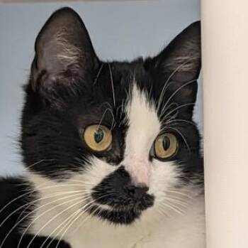 Dolly -  Domestic Short Hair Cat for Adoption in Ithaca, New York - Dolly | PetCurious
