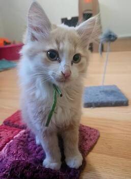South -  Domestic Long Hair Cat for Adoption in Calgary, Alberta - South | PetCurious