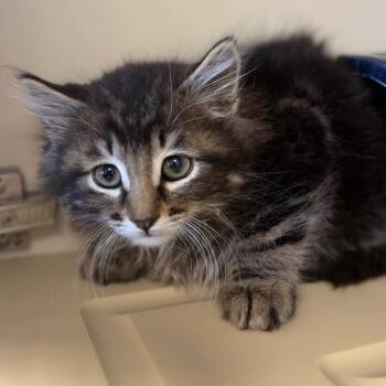 Thorn -  Domestic Long Hair Cat for Adoption in Cody, Wyoming - Thorn | PetCurious