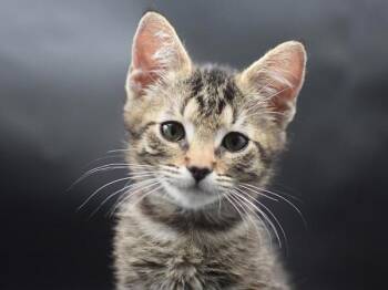 Justin -  Domestic Short Hair Cat for Adoption in Portland, Oregon - Justin | PetCurious