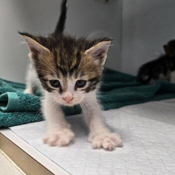 Litten -  Domestic Short Hair Cat Available for Adoption in Desert Hot Springs, California - Litten | PetCurious