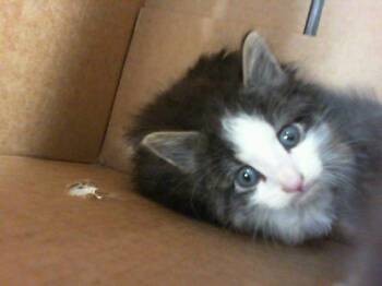 POPS -  Domestic Long Hair Cat for Adoption in Charlotte, North Carolina - POPS | PetCurious