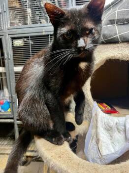 Domestic Short Hair Cats Available for Adoption - Not A Salem | PetCurious