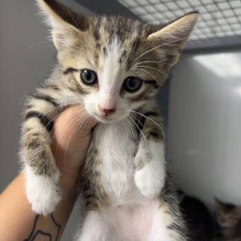 Georgie -  Domestic Short Hair Cat for Adoption in Shelbyville, Illinois - Georgie | PetCurious
