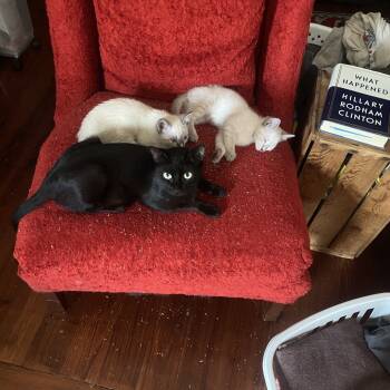 Rescue Domestic Short Hair Cats for Adoption in New Orleans, Louisiana - Ronnie | PetCurious