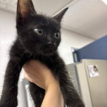 Robin -  Domestic Short Hair Cat for Adoption in Beaumont, Texas - Robin | PetCurious