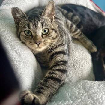 Everest -  Domestic Short Hair Cat for Adoption in East Montpelier, Vermont - Everest | PetCurious