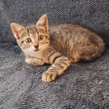 ATENAS ( out of town) -  Bengal and Tabby Cat for Adoption in New York, New York - ATENAS ( Out Of Town) | PetCurious