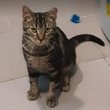 Smudge -  Domestic Short Hair Cat for Adoption in Nashville, Tennessee - Smudge | PetCurious