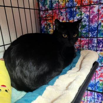 Domestic Short Hair Cats Available for Adoption - Stanley | PetCurious