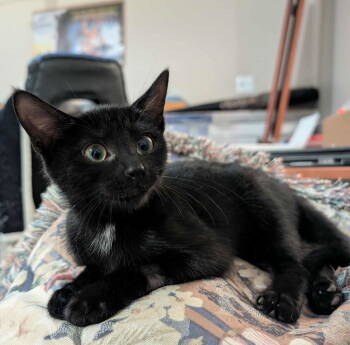 Rescue Domestic Short Hair Cats for Adoption in Morehead, Kentucky - Lexi | PetCurious