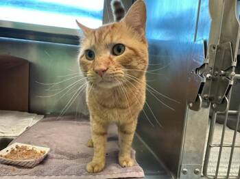 Rescue Domestic Short Hair Cats for Adoption in Boston, Massachusetts - SPARK | PetCurious