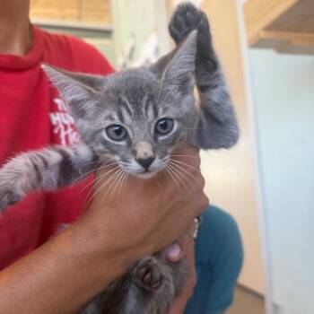 Tulip -  Domestic Short Hair Cat for Adoption in Leander, Texas - Tulip | PetCurious