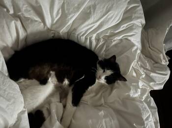 Domestic Medium Hair Cats Available for Adoption - Matilda | PetCurious