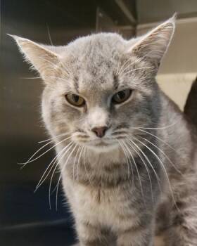 Rescue Domestic Short Hair Cats for Adoption in Fishers, Indiana - Vlad | PetCurious