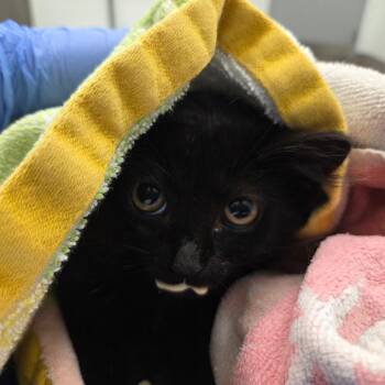 Jotaro Kujo -  Domestic Medium Hair Cat for Adoption in Chattanooga, Tennessee - Jotaro Kujo | PetCurious