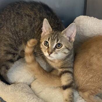Velora -  Domestic Short Hair Cat for Adoption in Wadena, Minnesota - Velora | PetCurious