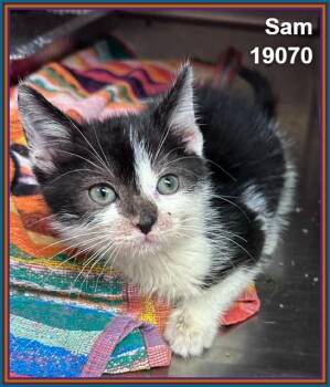 SAM (see also CARLY) -  Domestic Short Hair Cat for Adoption in Marietta, Georgia - SAM (see Also CARLY) | PetCurious