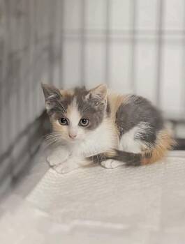 Domestic Short Hair Cats Available for Adoption - Evie | PetCurious