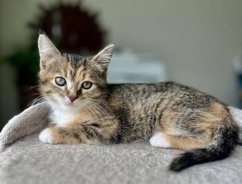 Domestic Medium Hair Cats Available for Adoption in Ottawa Hills, Ohio - Riley | PetCurious