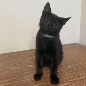 Rescue Domestic Short Hair Cats for Adoption in East Brunswick, New Jersey - Buttons | PetCurious